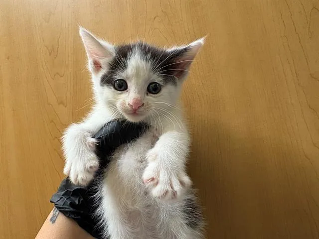 A baby small-sized female Domestic Short Hair cat named Ms. Piggy for adoption in Tustin, CA