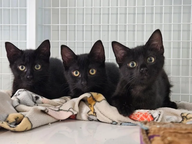 A baby medium-sized male Black Domestic Short Hair cat named The Dragons for adoption in Suffolk, VA