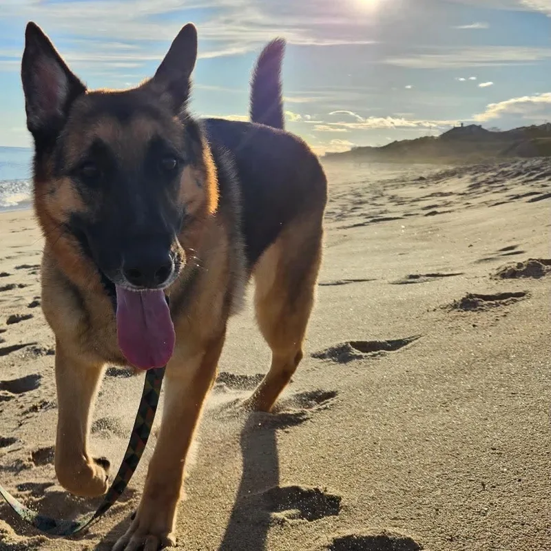 Ares