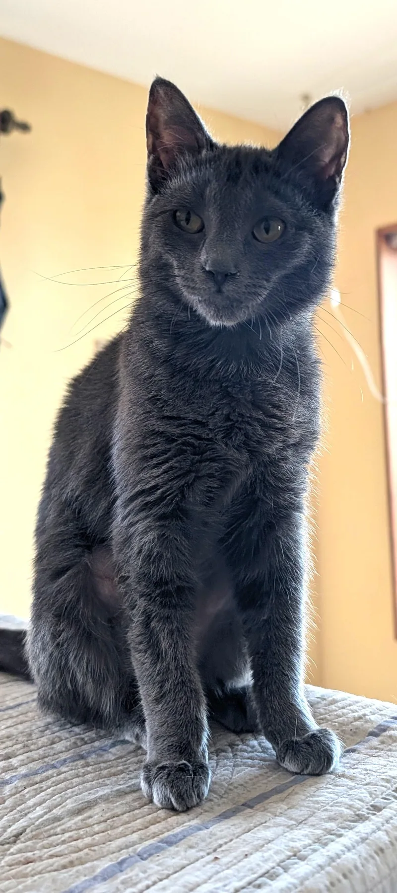 A baby small-sized female Domestic Short Hair cat named Annika for adoption in RIVERSIDE, CA