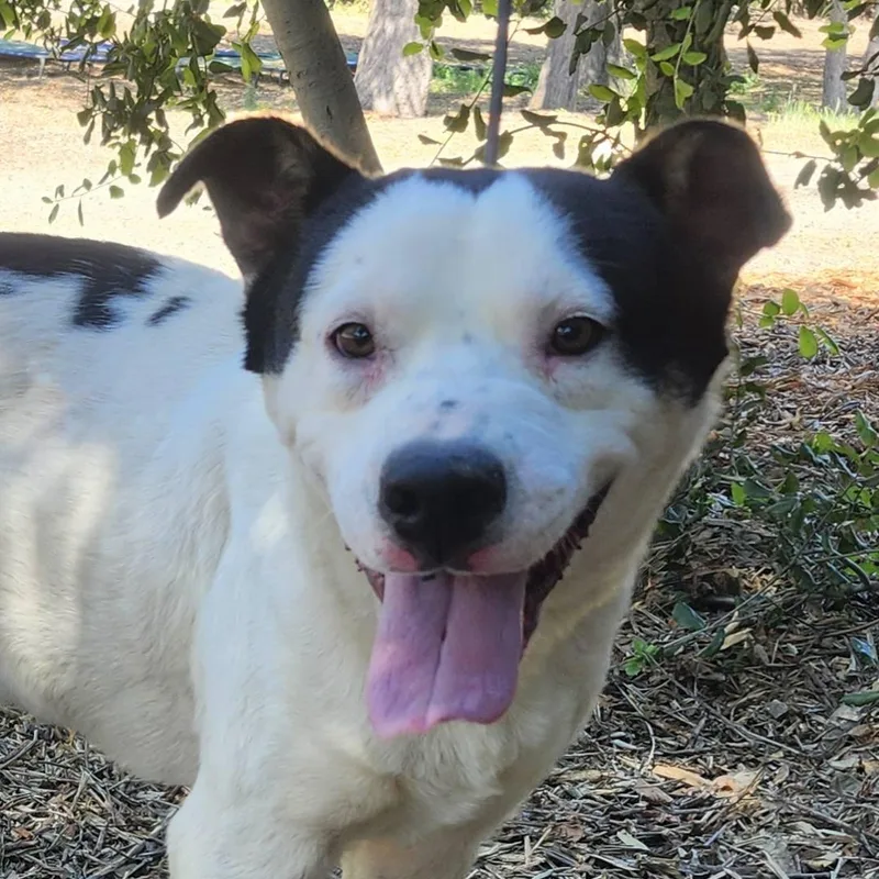 A young medium-sized male White / Cream Pit Bull Terrier dog named Marshall for adoption in Burbank, CA