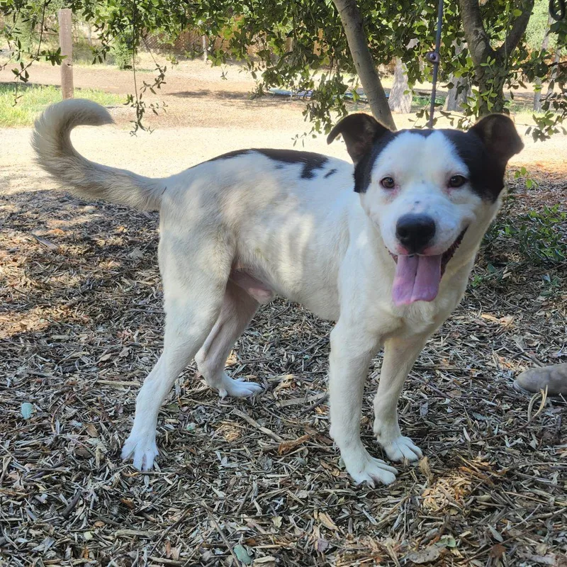 Marshall thumbnail 2