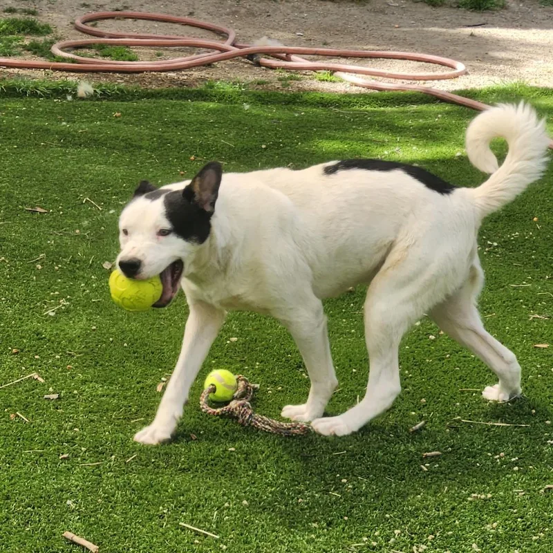 Marshall thumbnail 3