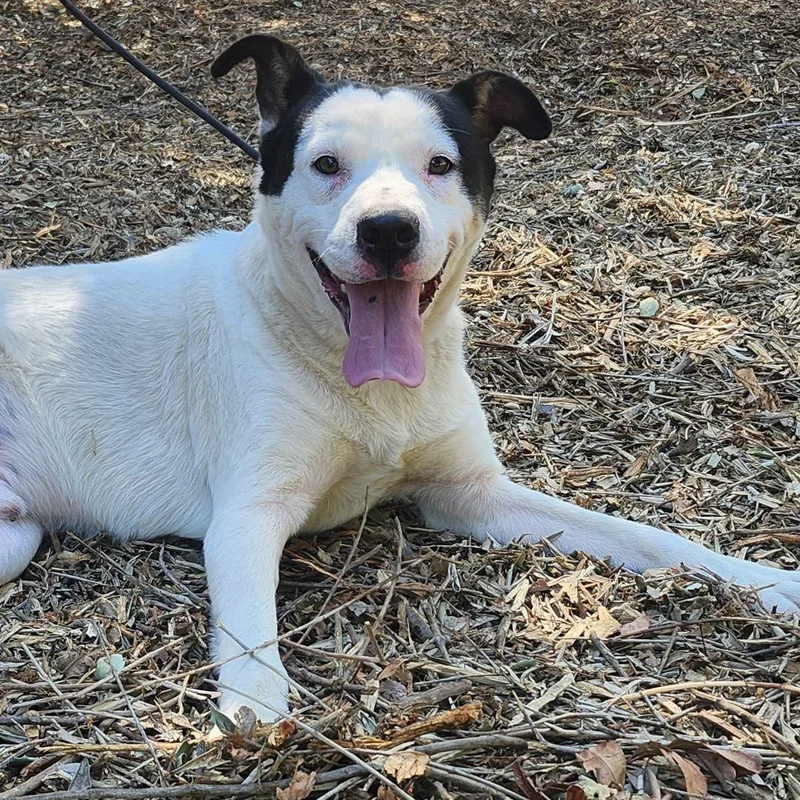 Marshall thumbnail 4