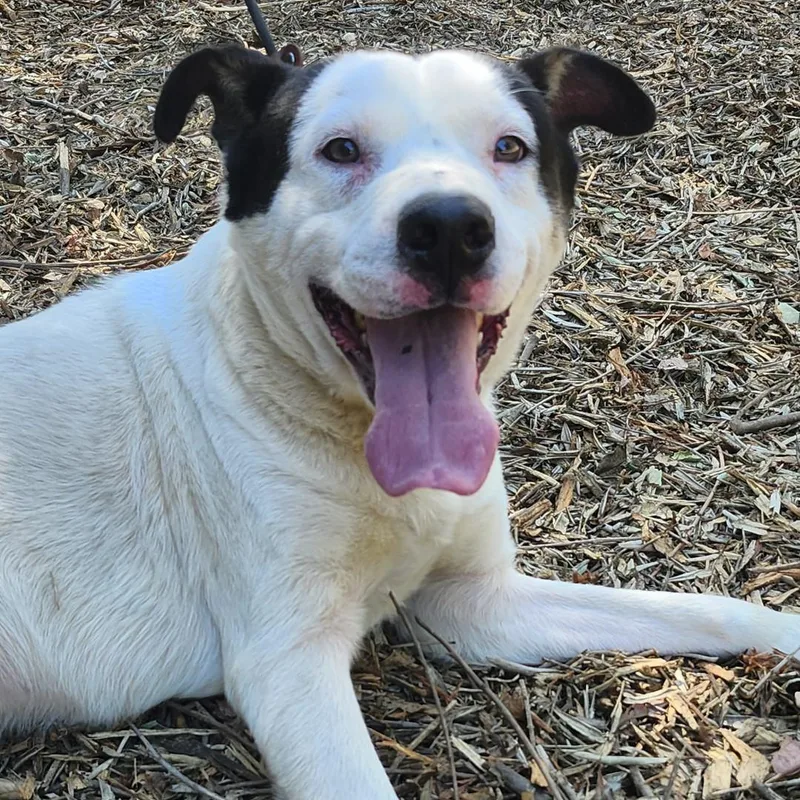 Marshall thumbnail 5