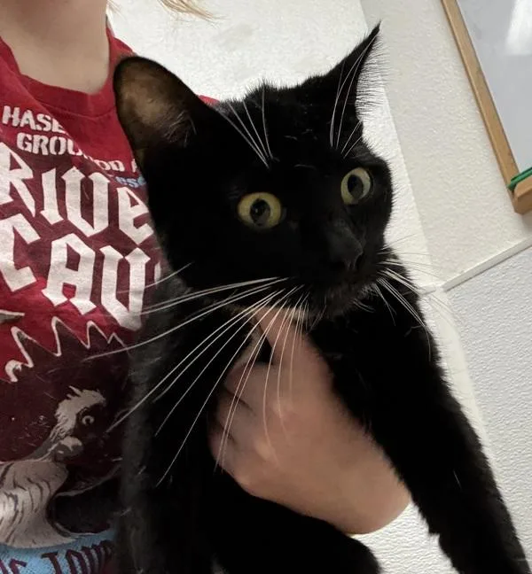 A young medium-sized female Domestic Short Hair cat named Oreo  Bonded W for adoption in Silverdale, WA