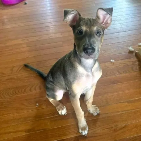 A baby medium-sized female Gray / Blue / Silver Shepherd dog named Hope for adoption in Baldwin, MD