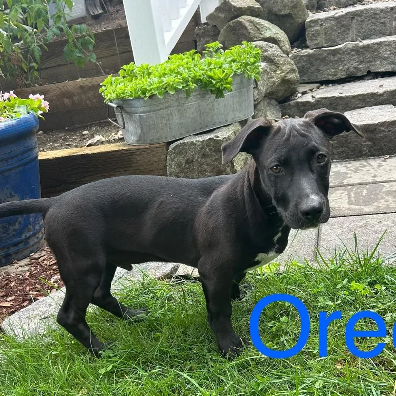 Oreo thumbnail 4