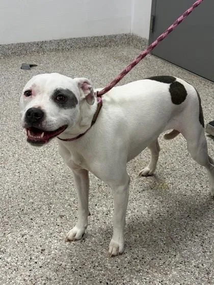 An adult medium-sized female Terrier dog named Nala for adoption in Gastonia, NC