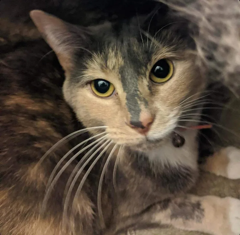 An adult large-sized female Domestic Short Hair cat named Anabelle for adoption in Raleigh, NC