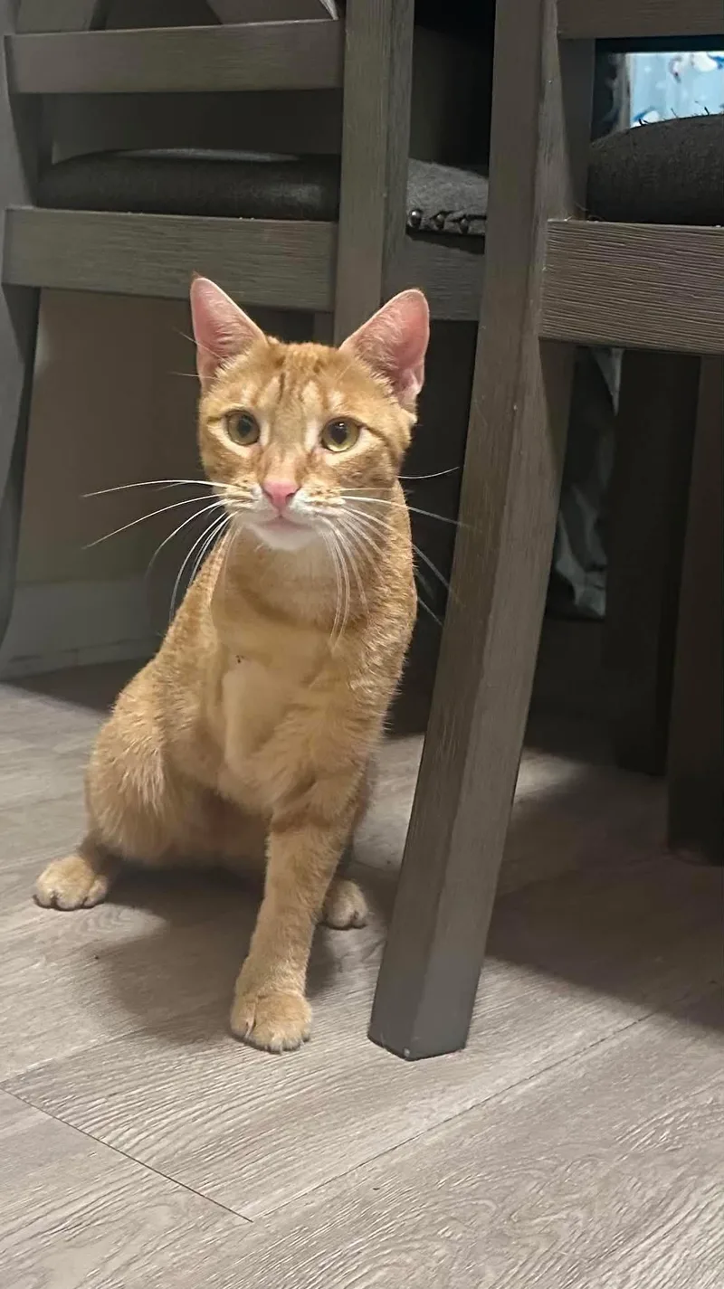 An adult medium-sized female Tabby (Orange / Red) Domestic Short Hair cat named Maple for adoption in Manchester, MD
