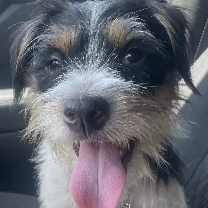 A young small-sized female White / Cream Jack Russell Terrier dog named Gracie for adoption in Austin, TX