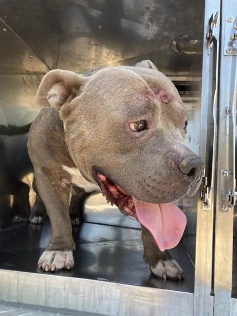 An adult medium-sized male Pit Bull Terrier dog named Batista for adoption in Dallas, TX