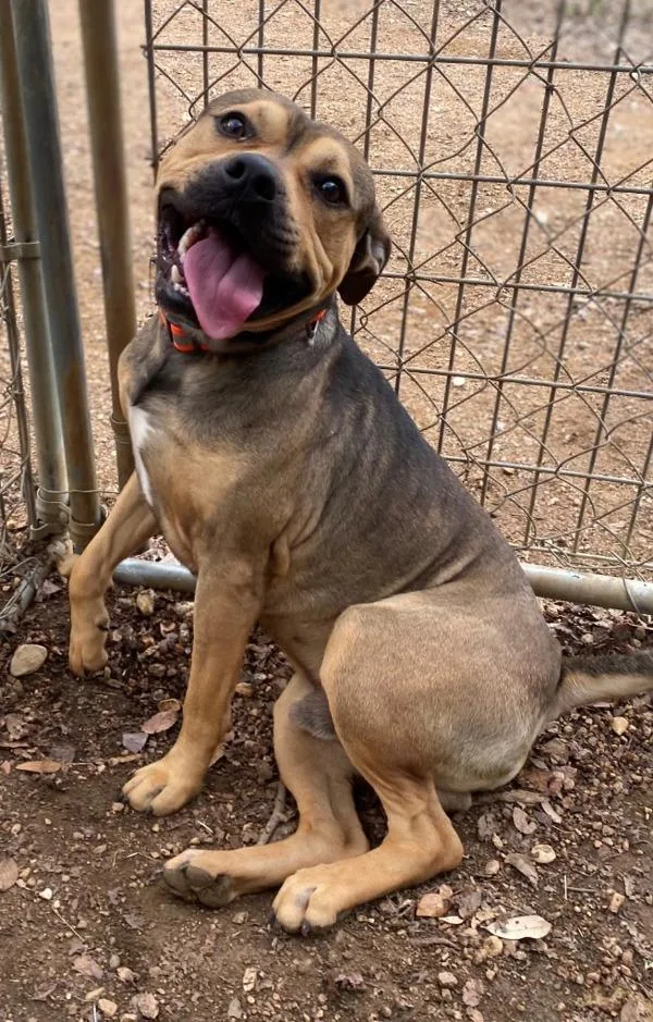 An adult large-sized male Pit Bull Terrier dog named Stash for adoption in Stratham, NH
