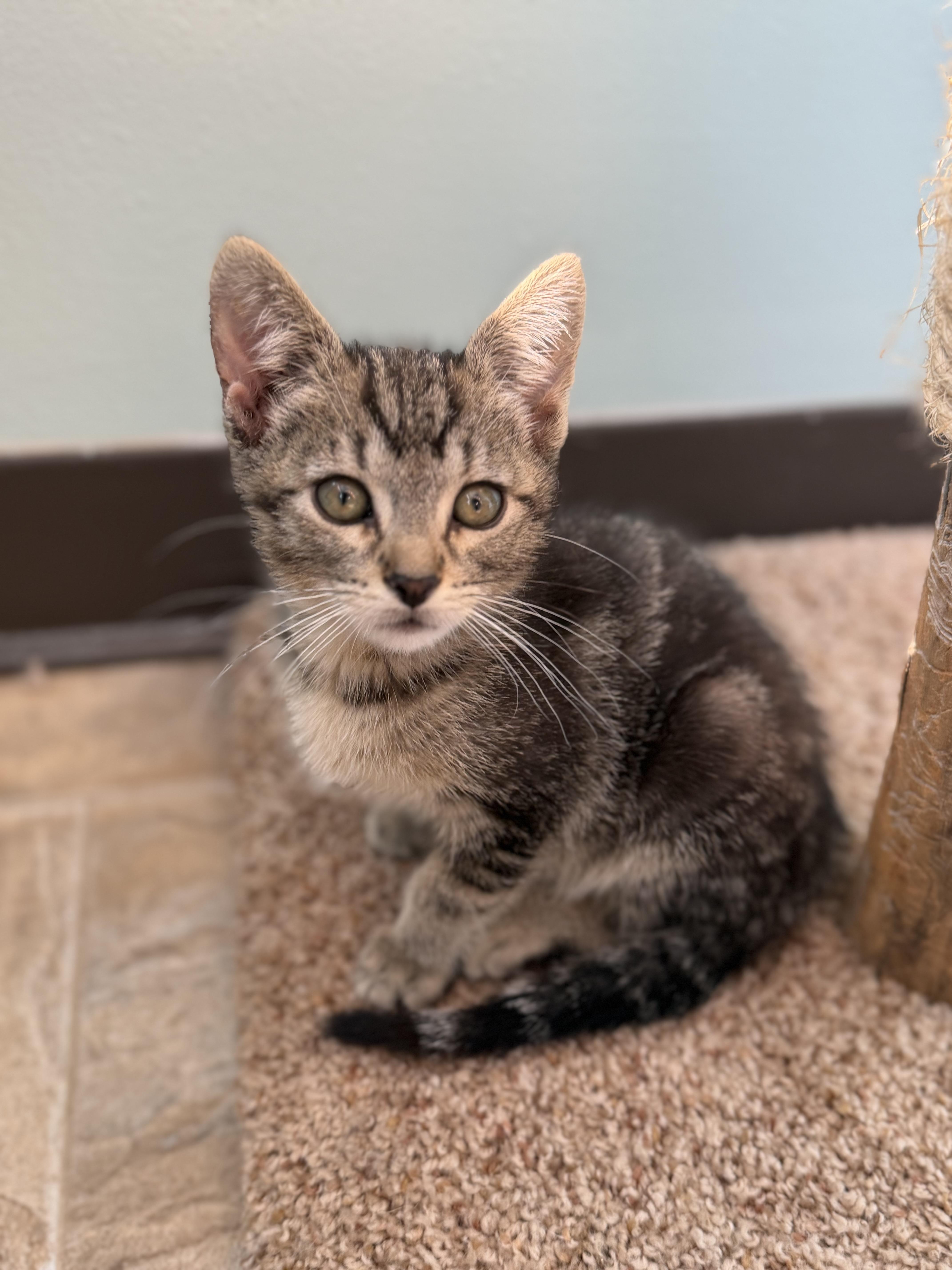 A baby medium-sized male Tabby (Brown / Chocolate) Domestic Short Hair cat named Woody for adoption in Dodgeville, WI