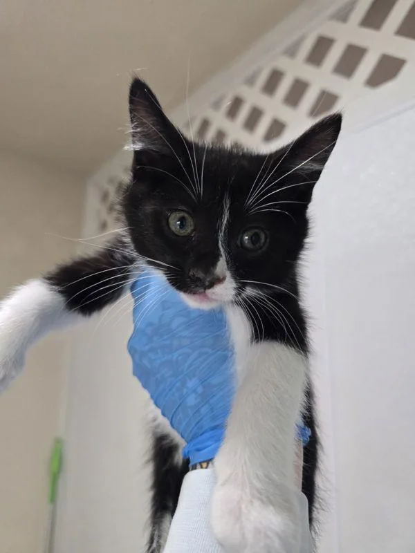 A baby small-sized male Domestic Short Hair cat named Scarescow for adoption in Sherwood, OR