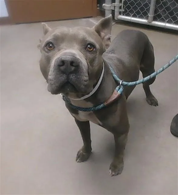 An adult large-sized male Pit Bull Terrier dog named Grape for adoption in Phoenix, AZ