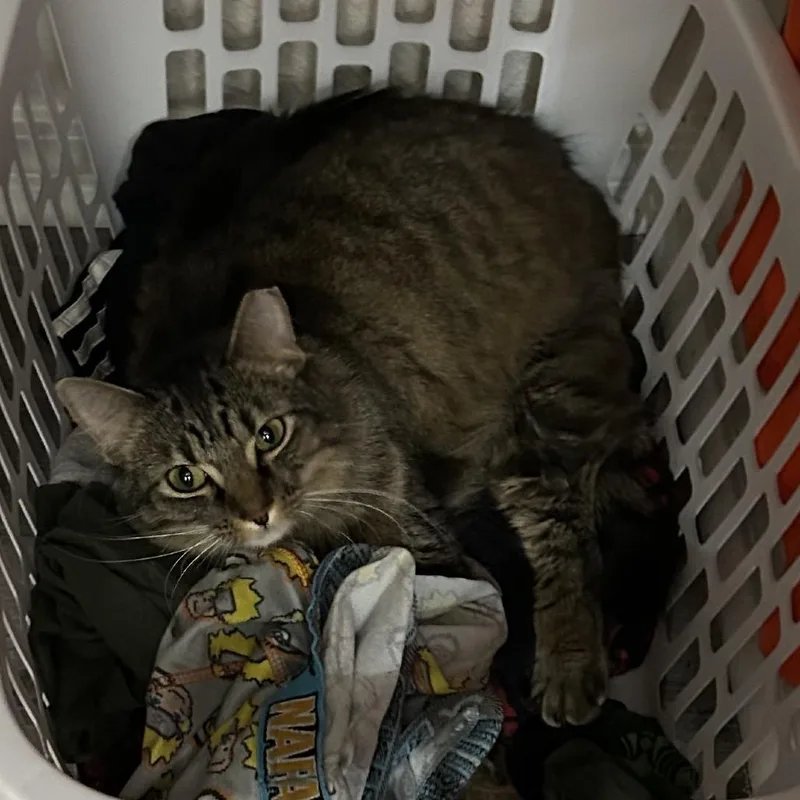 An adult small-sized female Domestic Short Hair cat named Juniper for adoption in Tulsa, OK