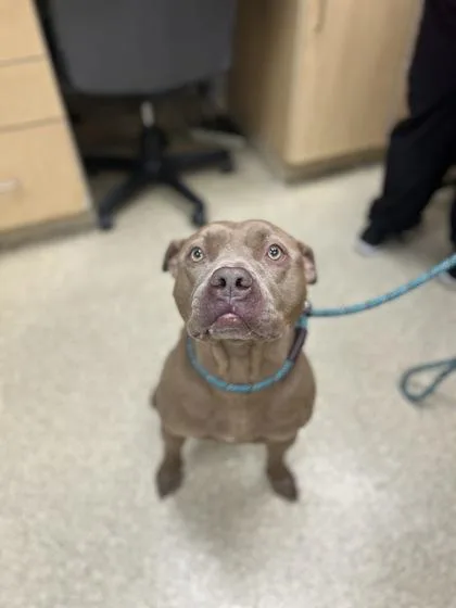 An adult large-sized male Mixed Breed dog named Hershey for adoption in Munster, IN