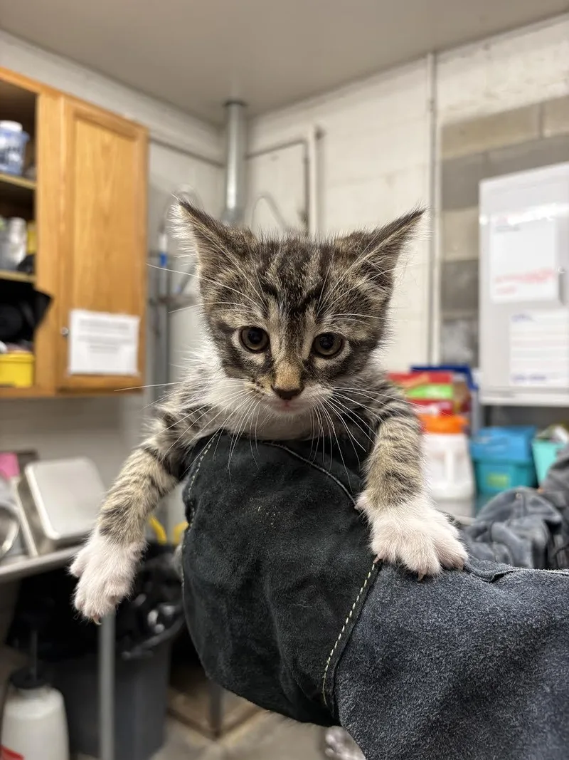 A young small-sized male Tabby (Brown / Chocolate) Domestic Short Hair cat named Pj for adoption in Oakdale, CA