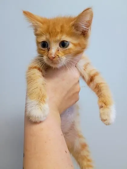 A young small-sized male Domestic Short Hair cat named Mr. Boddy for adoption in Beatrice, NE