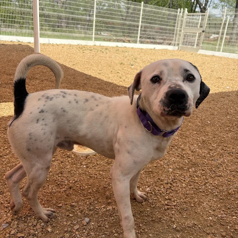 An adult medium-sized male White / Cream Mixed Breed dog named Harley for adoption in Bentonville, AR