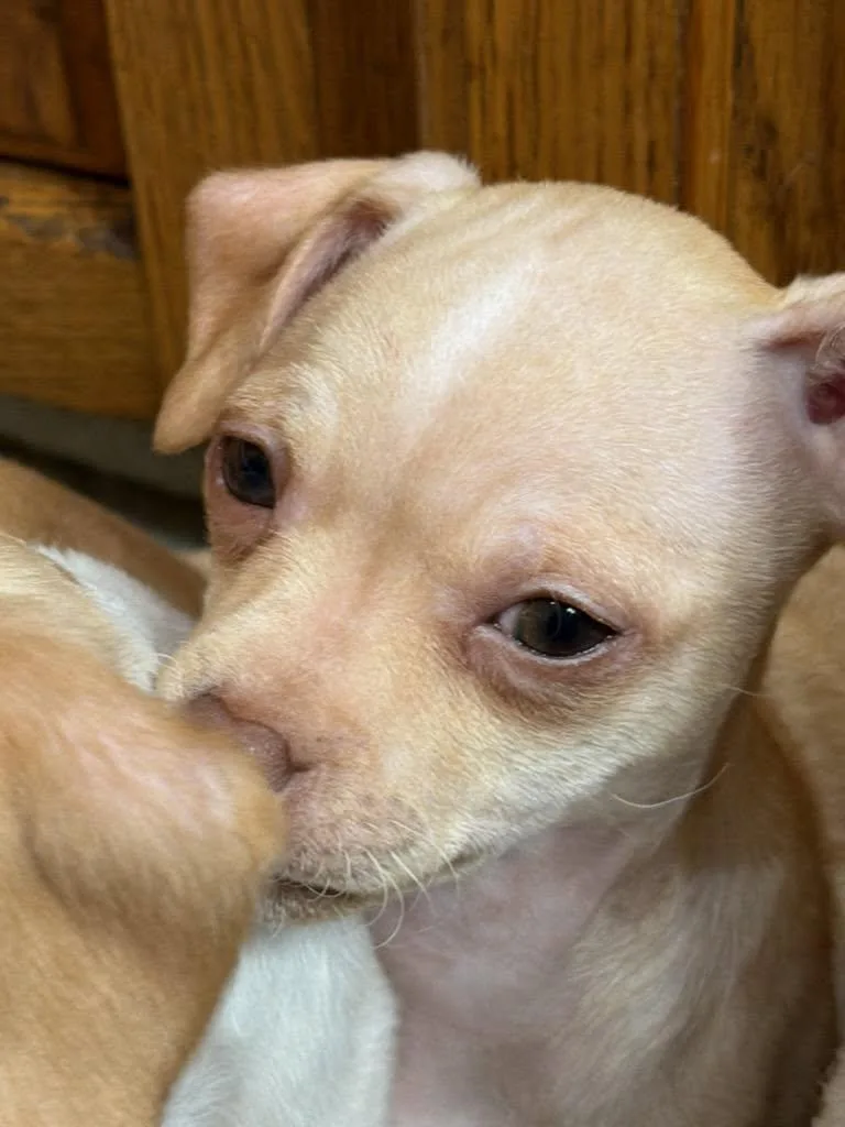 A baby small-sized female Chihuahua dog named Cindy for adoption in Hewitt, NJ