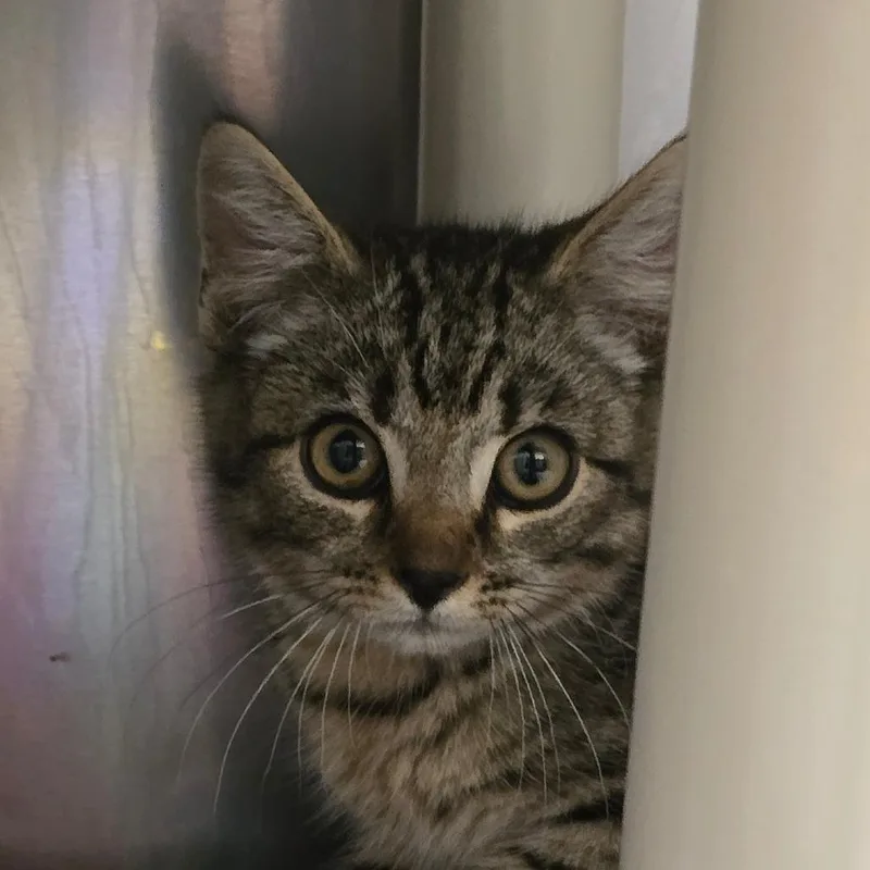 A baby small-sized male Gray / Blue / Silver Domestic Short Hair cat named Howie for adoption in Concord, NC