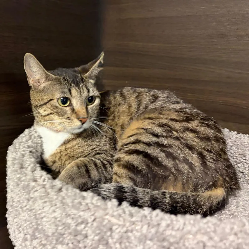 A young medium-sized female Brown / Chocolate Domestic Short Hair cat named Piragua for adoption in Hamburg, NY