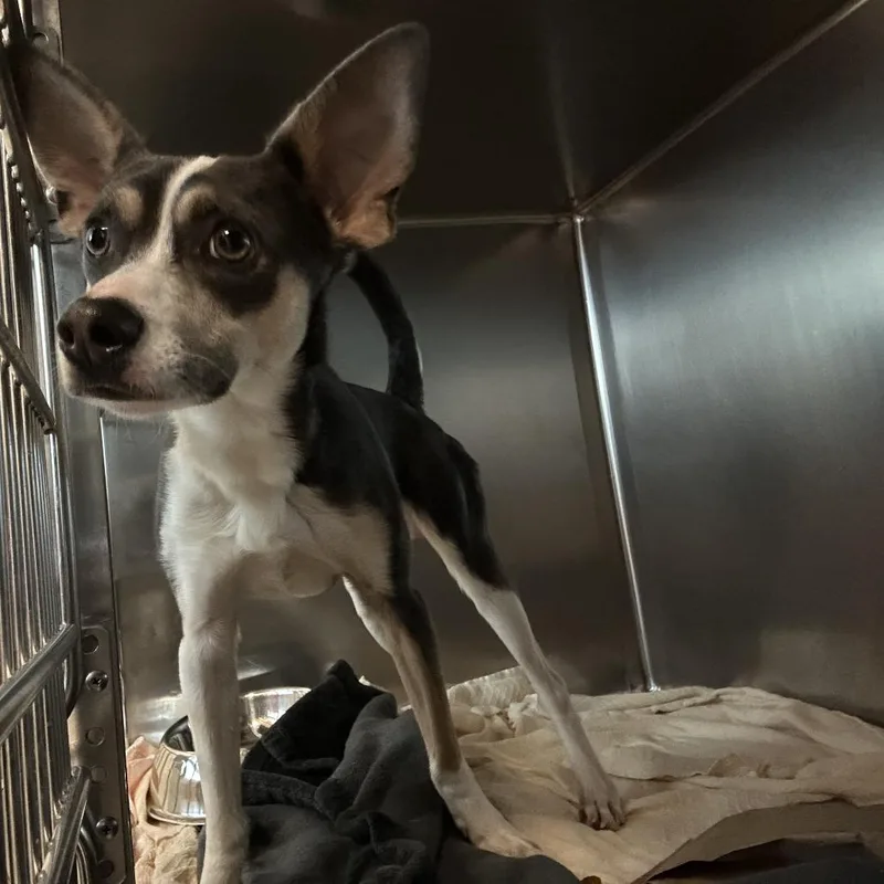 An adult small-sized male Gray / Blue / Silver Mixed Breed dog named Frisco for adoption in Asheville, NC