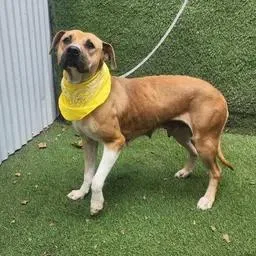 Coco thumbnail 3