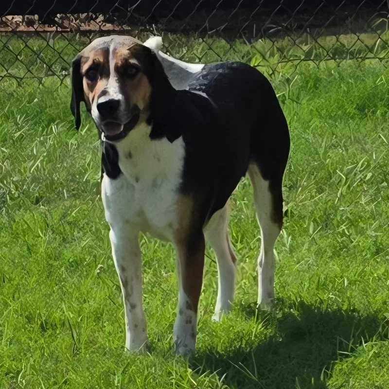 An adult medium-sized female Brown / Chocolate Hound dog named Alva for adoption in Chatham, VA