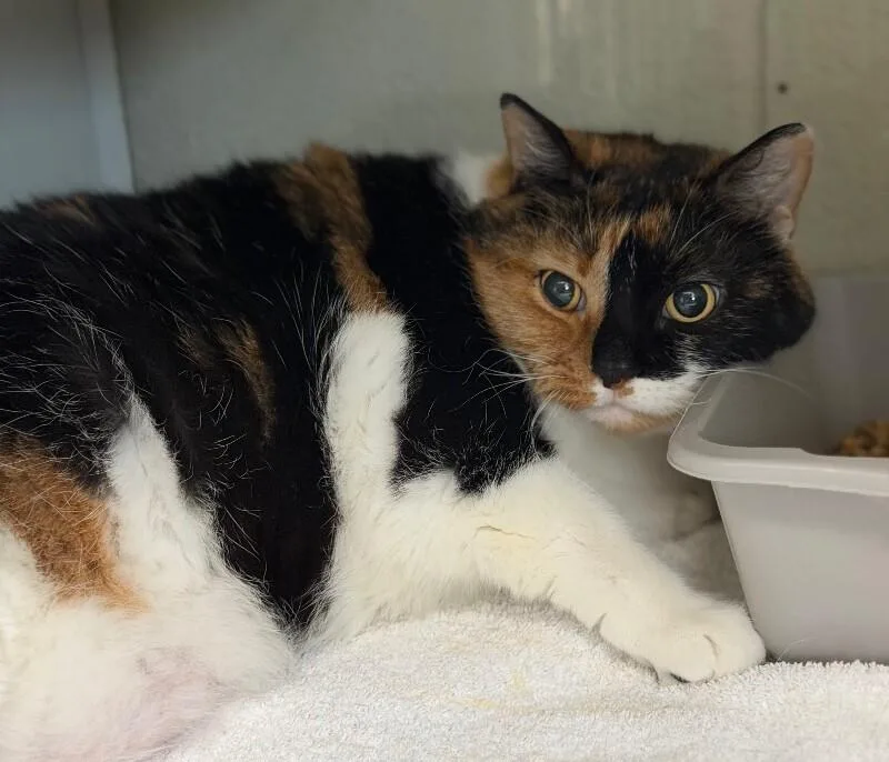 An adult medium-sized female Calico Domestic Short Hair cat named Talluah for adoption in Burgaw, NC