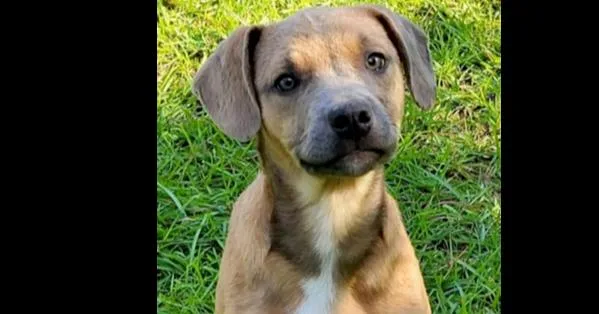 A baby large-sized male Mixed Breed dog named Mojo Jojo for adoption in Groveland, MA