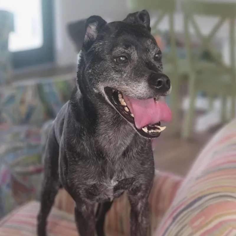 Mocha Aka Finn thumbnail 2