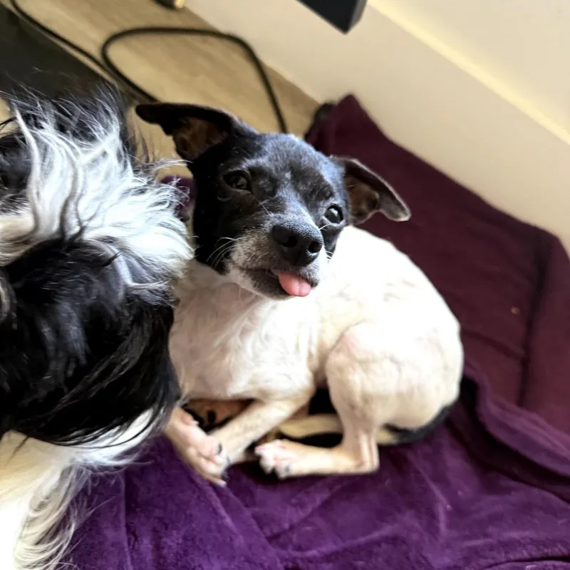 A young small-sized male White / Cream Chihuahua dog named Blackberry Pt for adoption in Tampa, FL