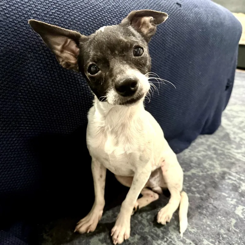 Blackberry Pt thumbnail 3