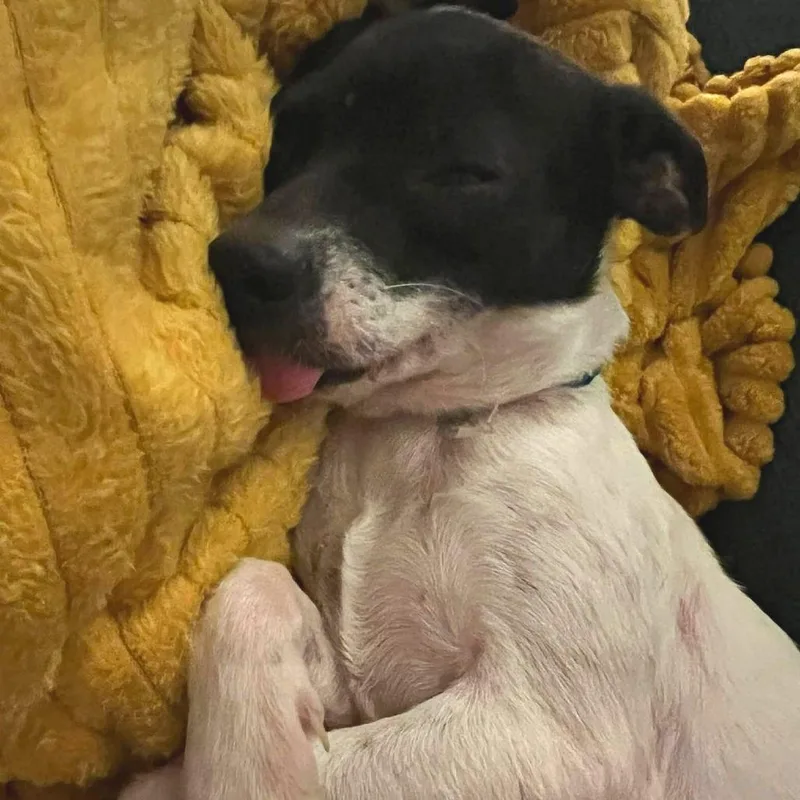 Blackberry Pt thumbnail 4