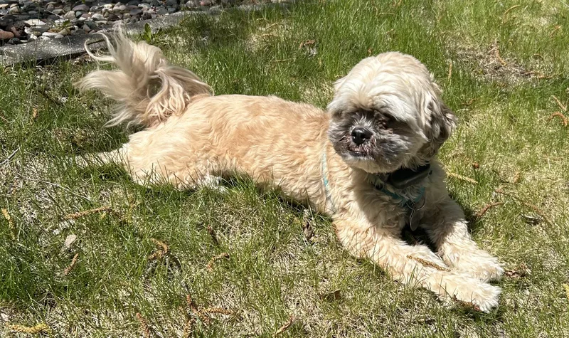 An adult small-sized male Shih Tzu dog named Chewy for adoption in Monticello, MN