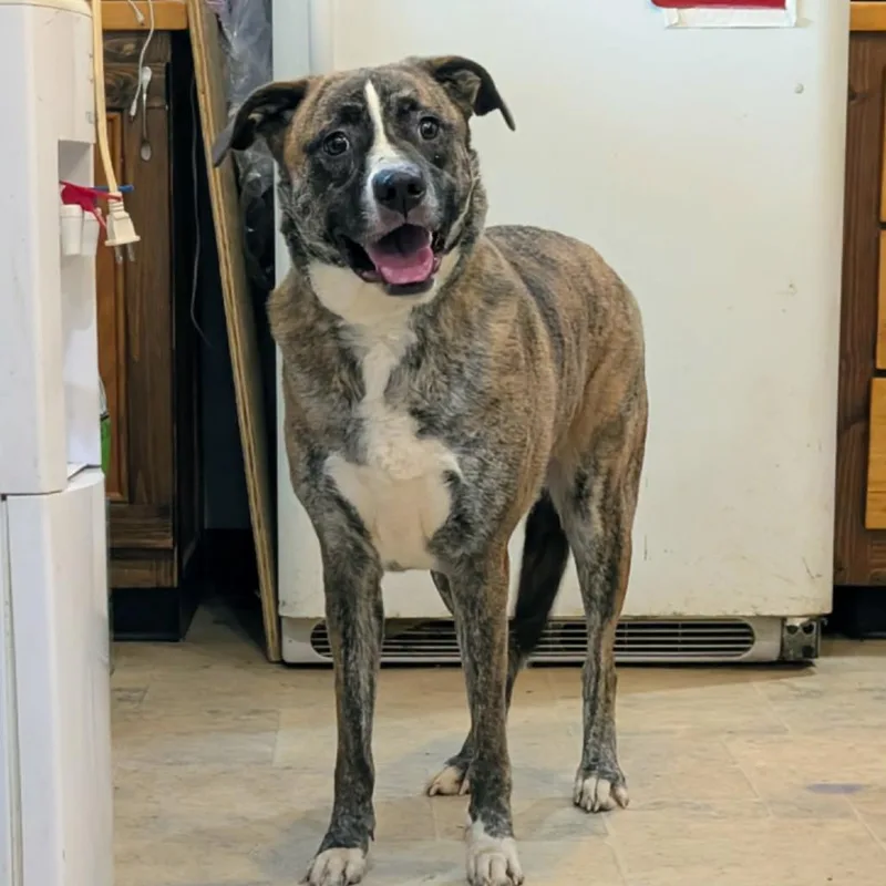 An adult large-sized female Brindle Mixed Breed dog named Peaches for adoption in Boaz, AL