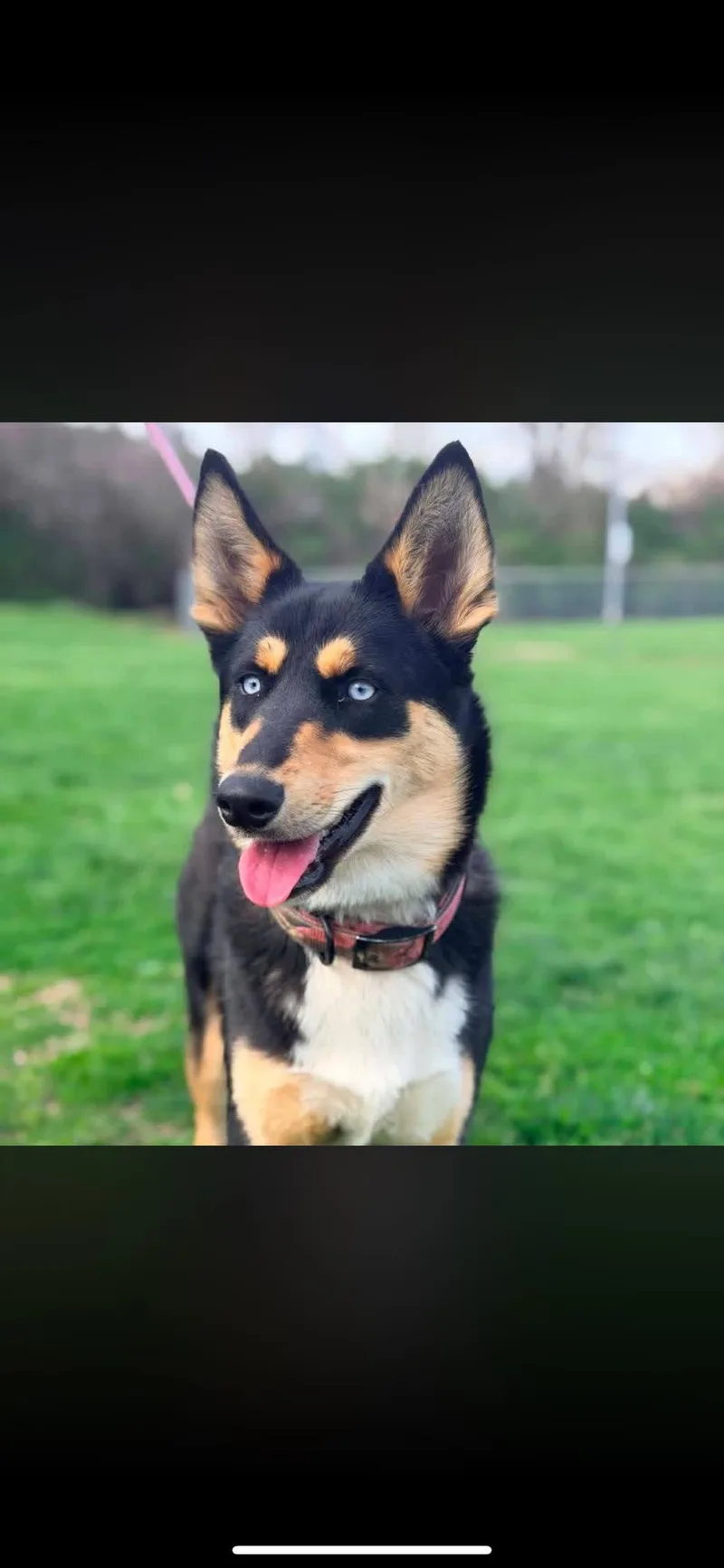 An adult medium-sized female Black Mixed Breed dog named Crystal for adoption in Columbia, MD