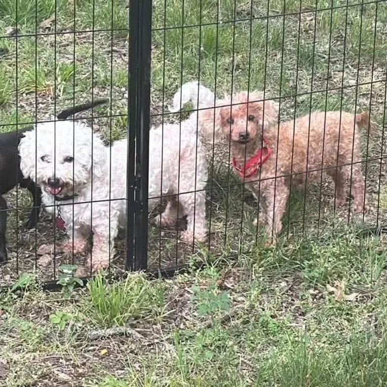A senior small-sized female Miniature Poodle dog named Penny bonded to Lulu for adoption in Rochester, MN