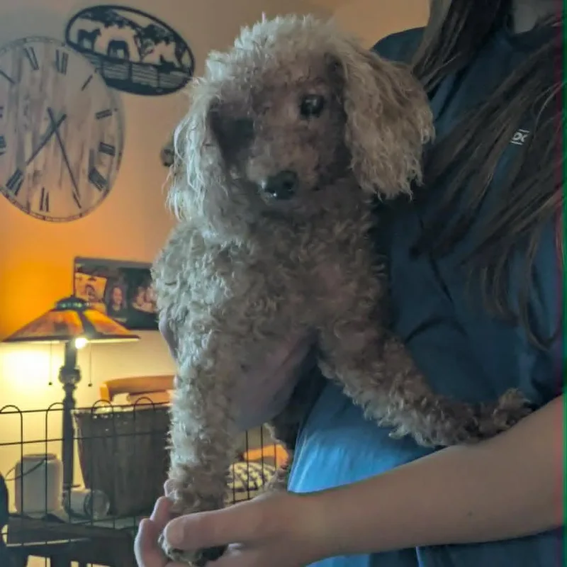 Penny bonded to Lulu thumbnail 2