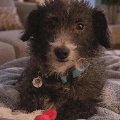 A young small-sized male Bicolor Dachshund dog named Scrim for adoption in Cookeville, TN