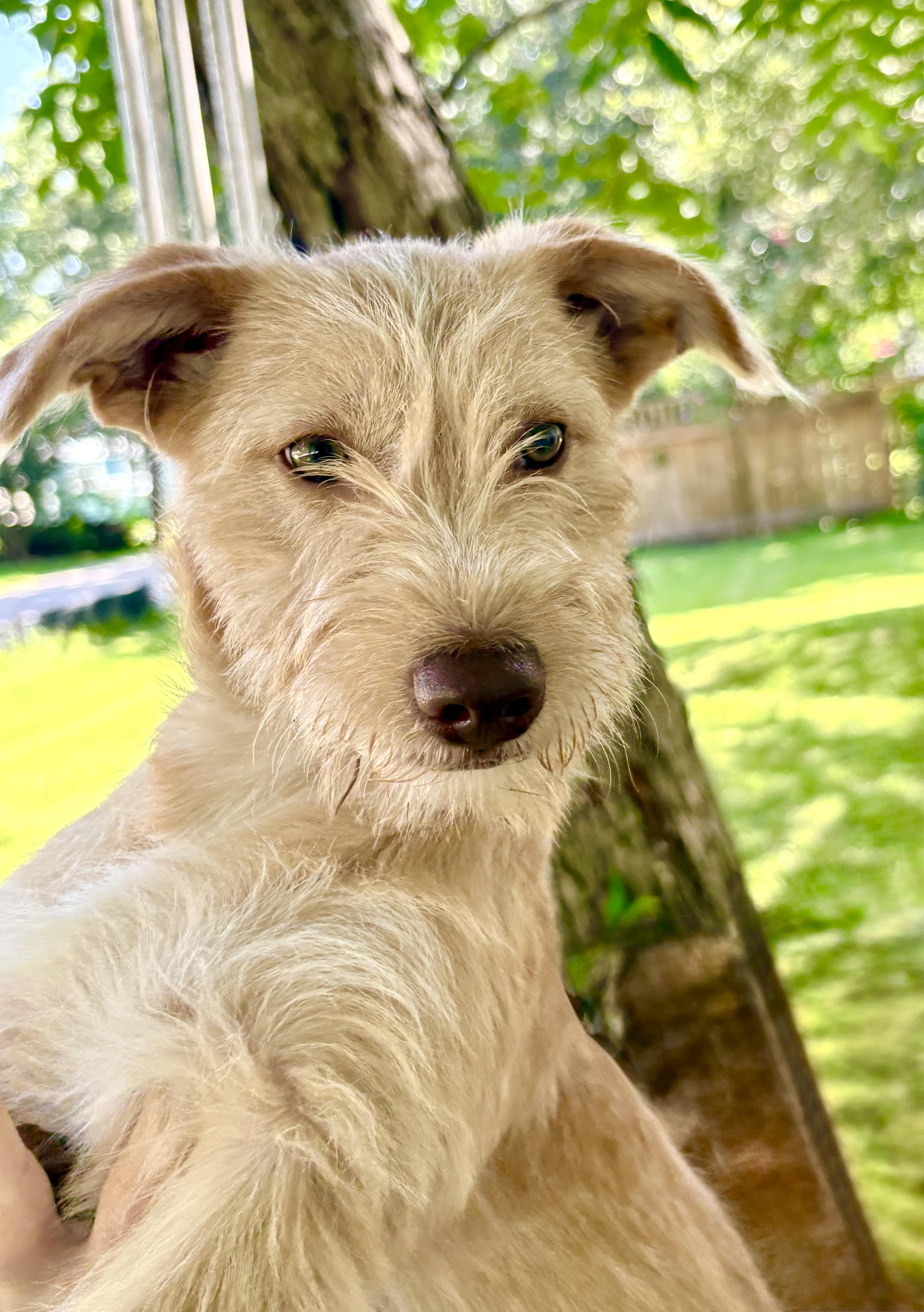 A baby medium-sized female Apricot / Beige Wheaten Terrier dog named HARRIET little Miss Personality for adoption in Cypress, TX