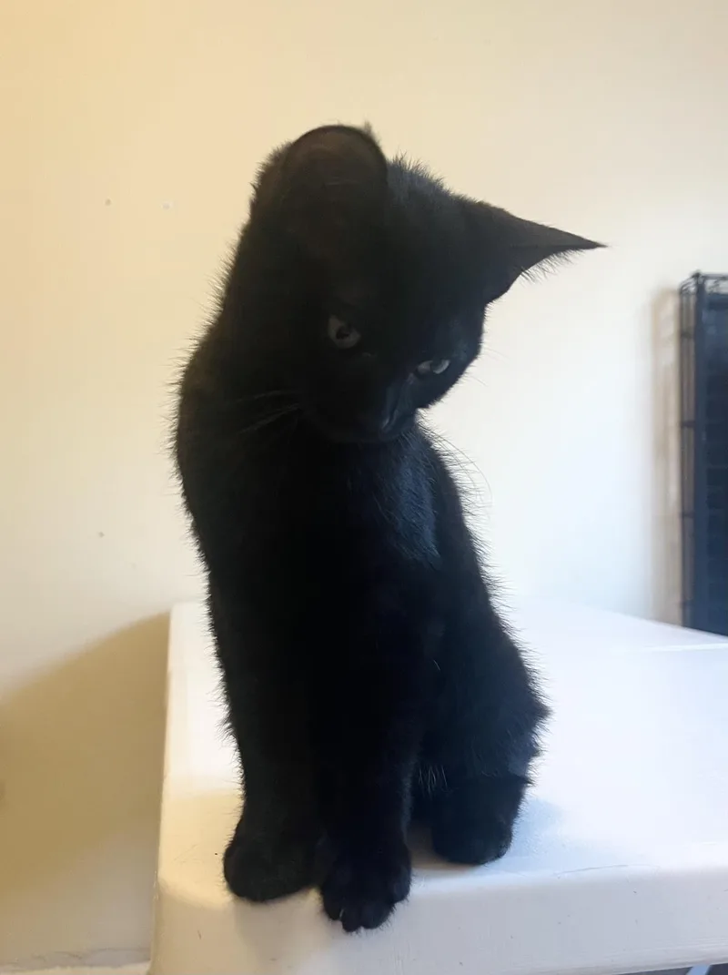 A baby small-sized female Black Domestic Short Hair cat named Nova Lindner for adoption in Chandler, AZ