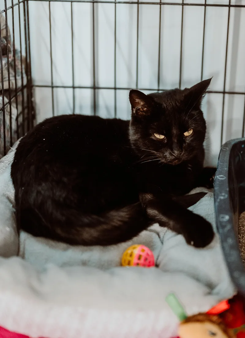 An adult medium-sized female Black Domestic Short Hair cat named Astrid for adoption in Le Mars, IA