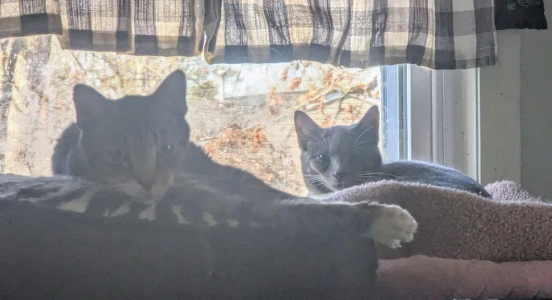 Pecan Latte thumbnail 2