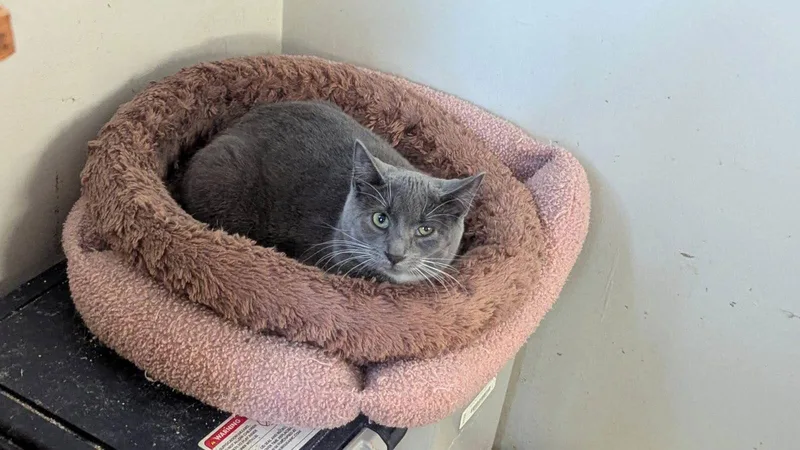 Pecan Latte thumbnail 3