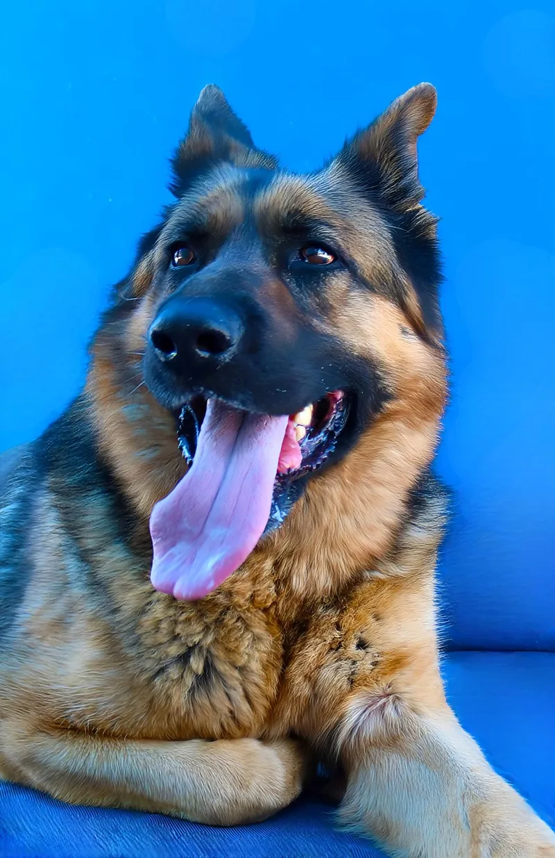 A senior extra large-sized male German Shepherd Dog dog named Freddy for adoption in Pasadena, CA